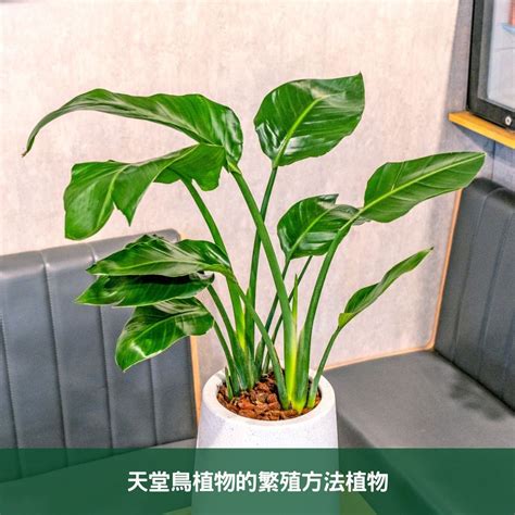 天堂鳥植物|天堂鳥植物指南 將南非野地的異國風情帶入您的家庭。